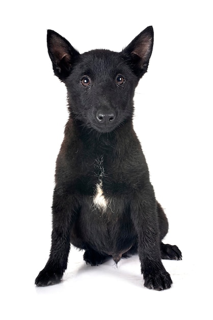 jovem Schipperke na frente do backgruond branco