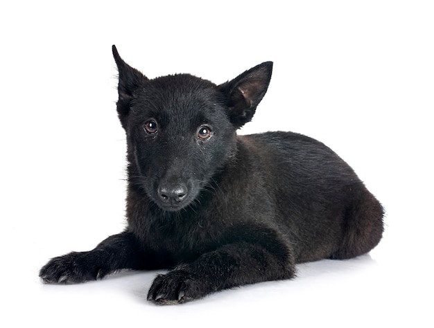 Jovem Schipperke no estúdio