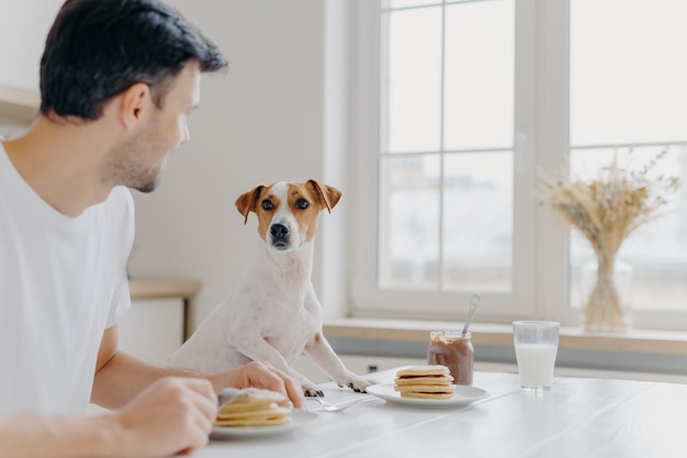 Jovem se afasta da câmera, olha atentamente para cão de raça, almoçar juntos, comer deliciosas panquecas deliciosas na mesa da cozinha, usar garfos, posar na espaçosa sala de luz com janela grande