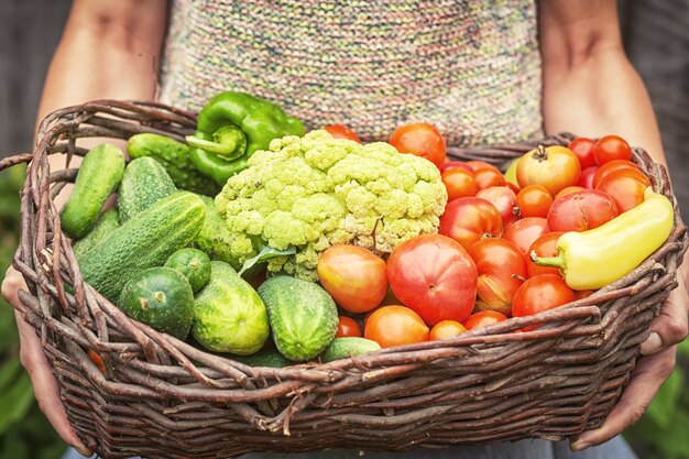jovem segura cesta com tomates vermelhos, pepinos verdes e couve-flor nas mãos