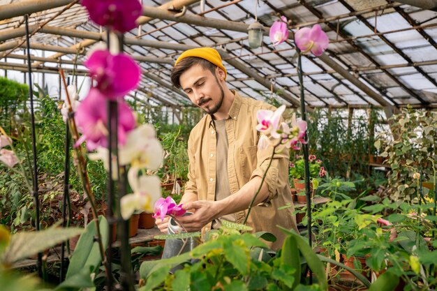 Jovem sério barbudo de chapéu verificando as pétalas enquanto cultivava orquídeas em estufa