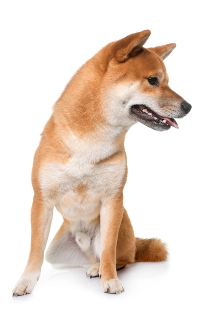 jovem shiba inu