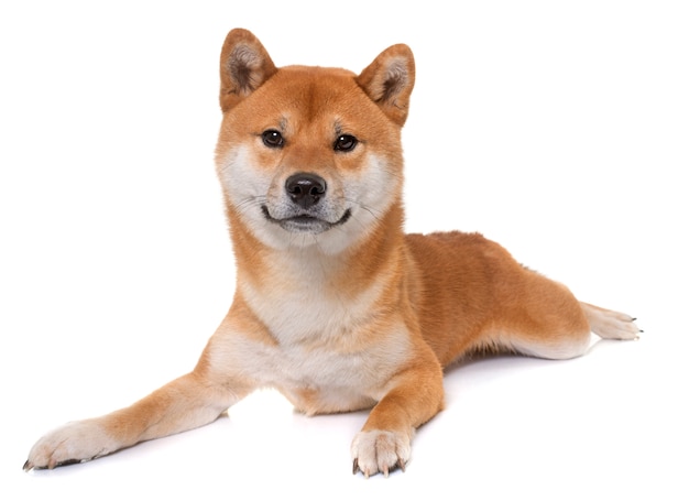 jovem shiba inu