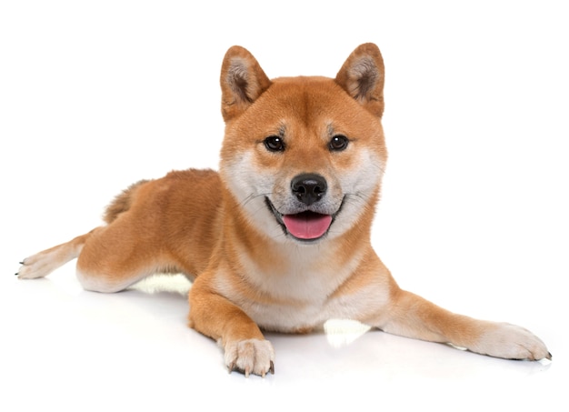 jovem shiba inu