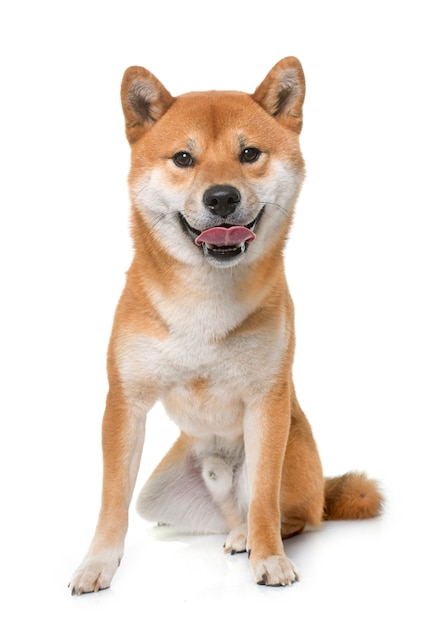 Jovem shiba inu