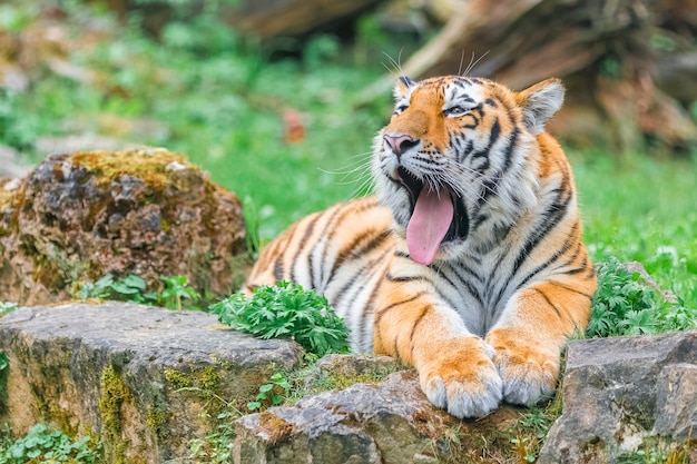 Jovem tigre de bengala deitado na grama no dia de verão