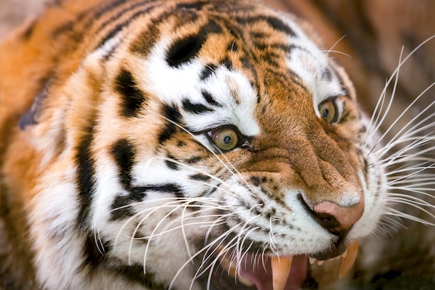 Jovem tigre rosna agressivamente