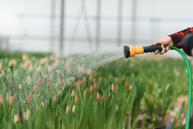 Jovem, trabalhadora com flores em estufa