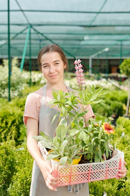 Jovem trabalhadora feliz de uma estufa ou jardim com avental segurando uma caixa de plástico com novos tipos de flores em pé na frente da câmera