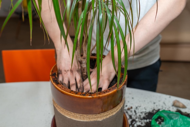 Jovem transplantando uma planta dracaena em solo fértil e novo vaso de flores