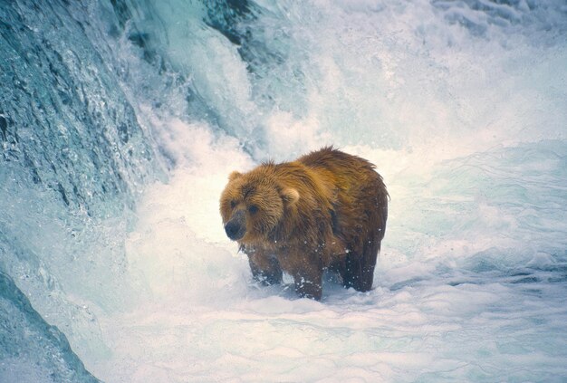 Foto jovem urso castanho na base de uma cachoeira no rio brooks, no parque nacional katmai, no alasca