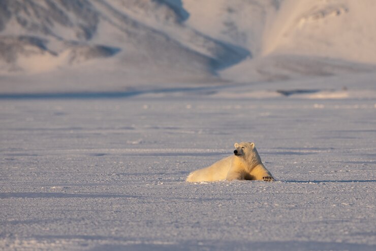 Jovem urso polar, Ursus maritimus, deitado no gelo, montanhas ao fundo, ártico Svalbard
