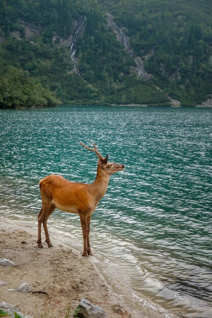 Jovem veado bebe água em um lago de montanha, parque nacional de High Tatras, Polônia