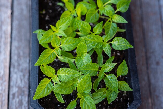 Jovem verde brotos de plantas de pimenta e tomate para uma horta de casa