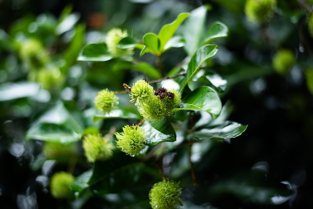 Jovem verde frutas de rambutan é cru no pomar