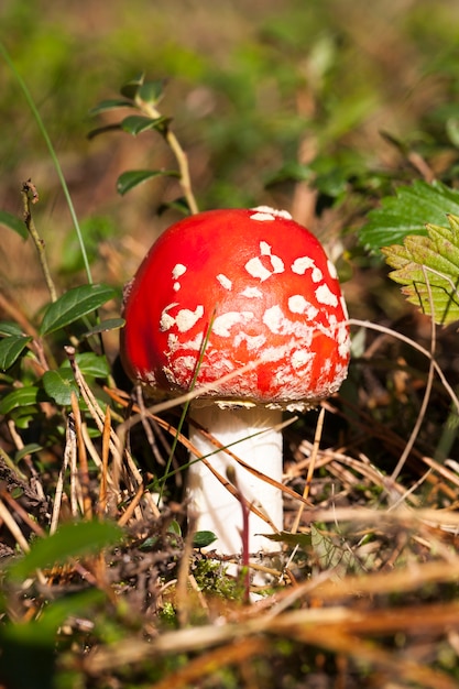 Foto jovem vermelho com pontos brancos e venenoso cogumelo amanita, foto close-up na floresta