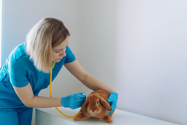 Jovem veterinária caucasiana examinando coelho vermelho