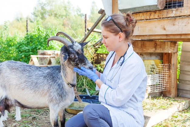 Jovem veterinária com estetoscópio segurando e examinando cabra no fundo do rancho jovem cabra ...