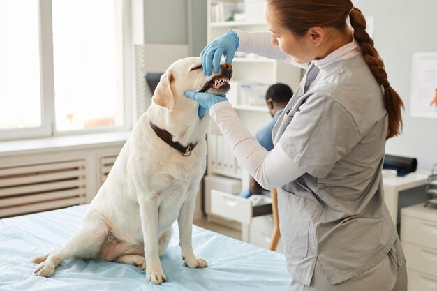 Jovem veterinária examinando os dentes do paciente labrador doente sentado na mesa médica enquanto abre a boca no hospital de animais