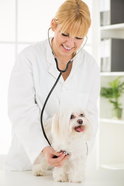 Jovem veterinária examinando um cão maltês no consultório médico