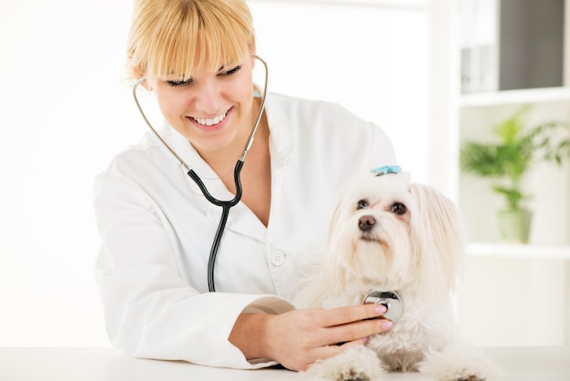 Jovem veterinária examinando um cão maltês no consultório médico