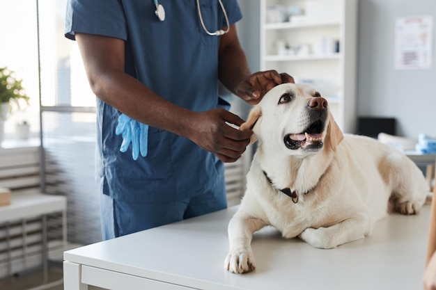 Jovem veterinário afro-americano em uniforme azul examinando cachorro doente na mesa enquanto está na frente dele no consultório médico