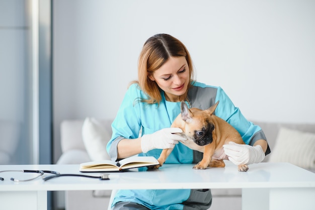 Jovem veterinário alegre cuidando e examinando um lindo cachorro bulldog francês