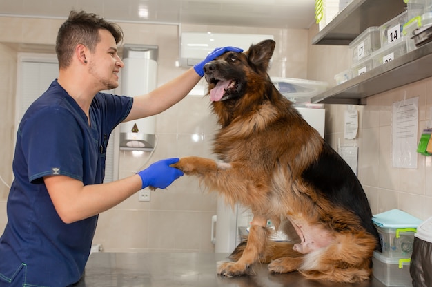 Jovem veterinário na clínica com um cão da raça pastor alemão. Conceito de saúde animal.