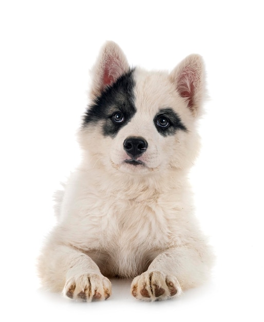 Jovem Yakutian Laika na frente de fundo branco