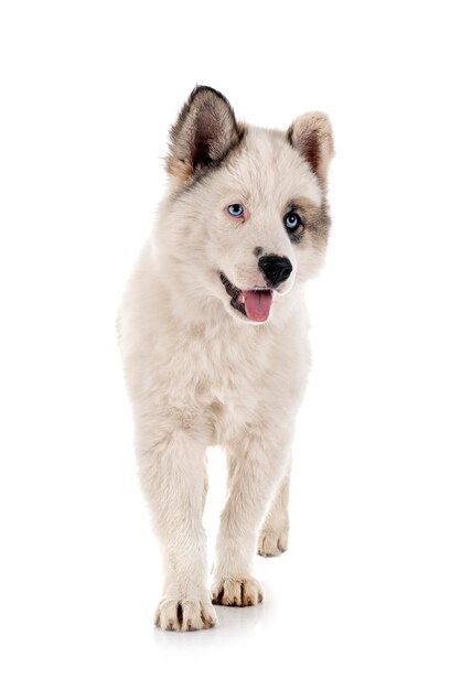 Jovem Yakutian Laika na frente de fundo branco