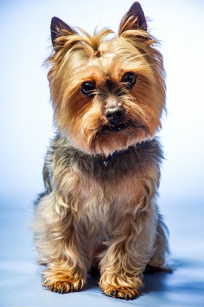 Foto jovem yorkshire terrier de exposição