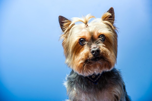 Foto jovem yorkshire terrier de exposição