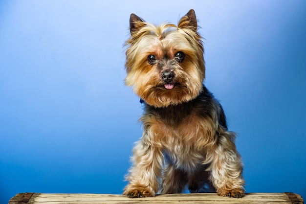 Foto jovem yorkshire terrier de exposição