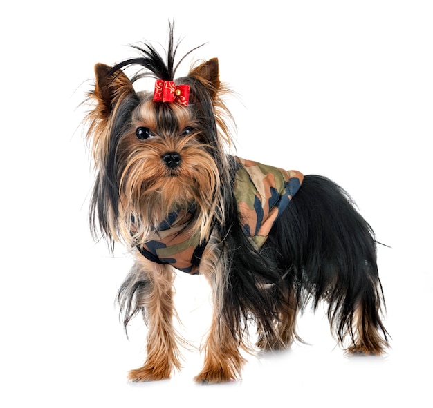 jovem yorkshire terrier