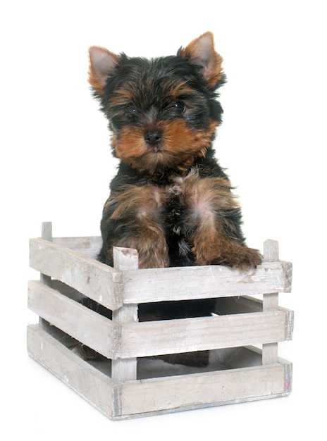 jovem yorkshire terrier