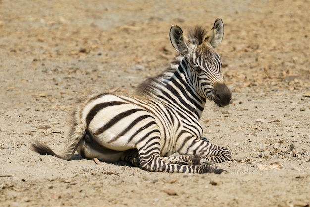 Jovem zebra descansando no chão