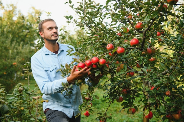 Joven admira las manzanas en el árbol.