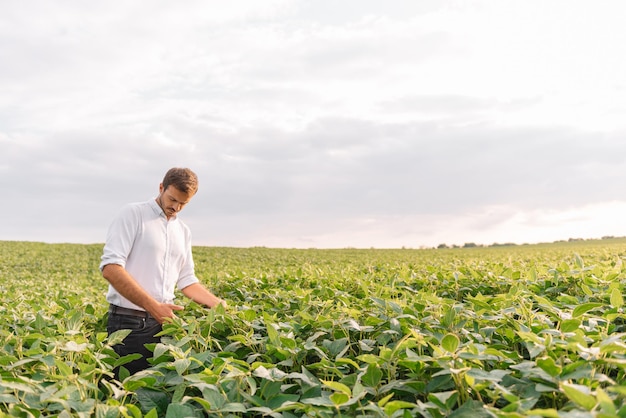 Joven agricultor en archivado examinando soja corp. Él tiene el pulgar hacia arriba.