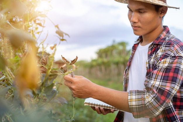 Joven agricultor asiático comprobando su planta o vegetal