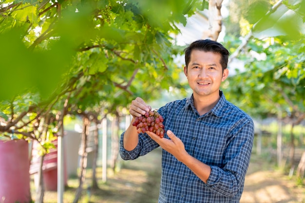 Joven agricultor asiático y cosecha de uva Los agricultores colaboran con uvas rojas recién cosechadas para producir vino tinto