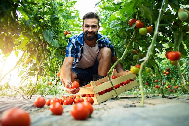 Joven agricultor barbudo con cesta de caja recogiendo verduras frescas de tomate orgánico en invernadero.