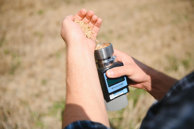 Joven agricultor en campo de trigo durante la cosecha en verano