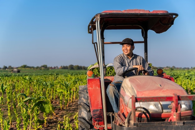 Un joven agricultor felizmente se sienta en un tractor con hojas de tabaco cosechadas en un campo de tabaco. El concepto de uso de maquinaria y tecnología para la agricultura.