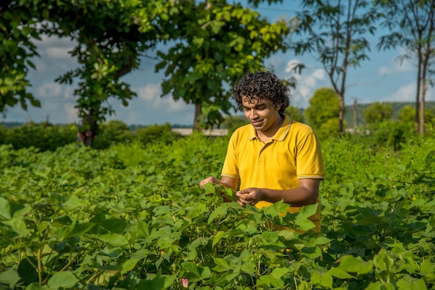 Un joven agricultor en una granja de algodón examina y observa el campo.