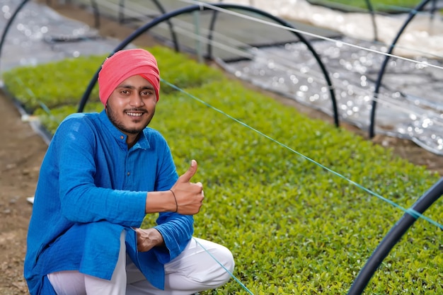 Joven agricultor indio en invernadero o casa de polietileno