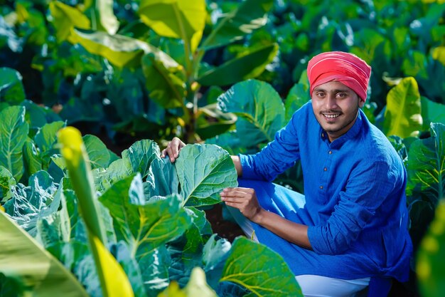 Joven agricultor indio mira las tierras de cultivo, el campo de coliflor