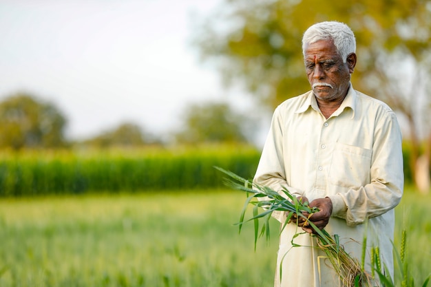 Joven agricultor indio de pie en el campo de trigo