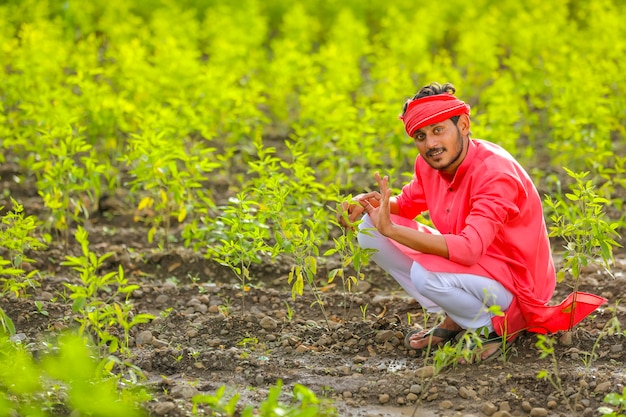 Joven agricultor indio sentado en el campo de paloma verde