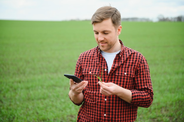 Un joven agricultor inspecciona la calidad de los brotes de trigo en el campo El concepto de agricultura