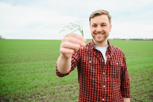 Un joven agricultor inspecciona la calidad de los brotes de trigo en el campo El concepto de agricultura